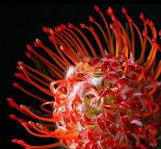 Protea Pincushion - Red